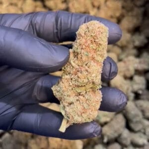 amnesia haze CBD big bud