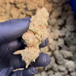 amnesia haze CBD big bud vue de loin