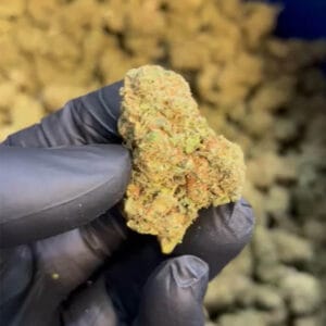 amnesia haze CBD big bud ensoleillée