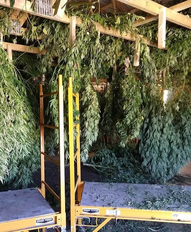 La Ferme 3 Sechage de notre CBD