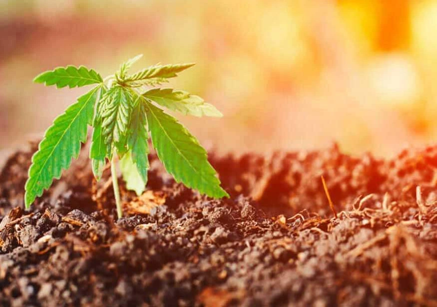 La Ferme 2 histoire Le CBD MARSEILLAIS