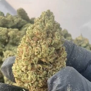 Gelato 31 CBD big bud