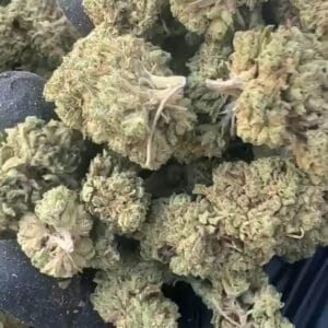 Gelato 31 CBD small bud