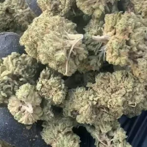 Gelato 31 CBD small bud