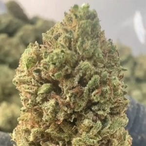 Gelato 31 CBD big bud de près