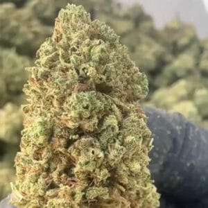 Gelato 31 CBD big bud zoom