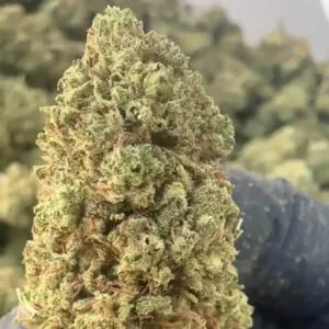 Gelato 31 CBD big bud zoom