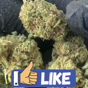 Gelato 31 CBD medium bud