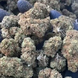 mango 31 CBD small bud