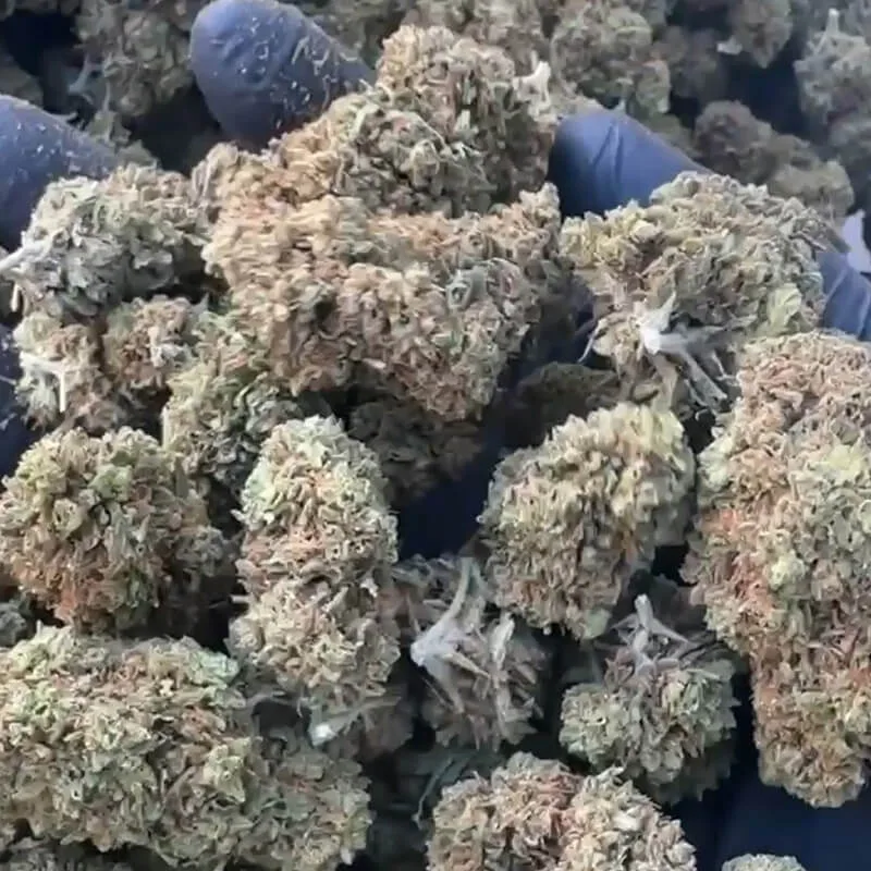 mango 31 CBD small bud
