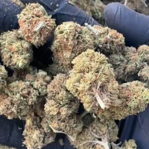 mango 31 CBD medium bud