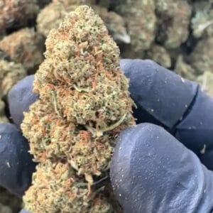 mango 31 CBD big bud dans la main