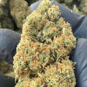 mango 31 CBD big bud zoom
