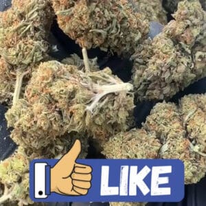 mango 31 CBD big bud en lot