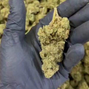 Plutonium CBD big bud