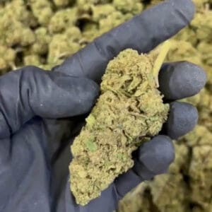 Plutonium CBD big bud zoom