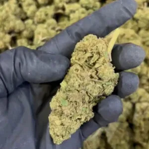 Plutonium CBD big bud zoom