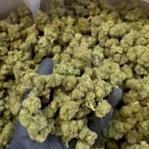 Plutonium CBD medium en lot