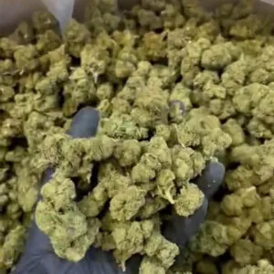 Plutonium CBD medium en lot