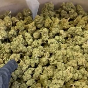 Plutonium CBD bud de loin