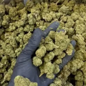 Plutonium CBD small bud