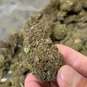 Purple queen CBD medium bud