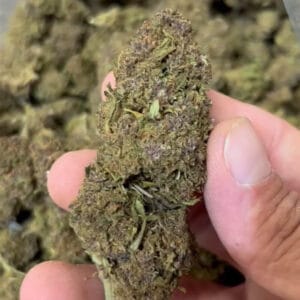 Purple queen CBD big bud zoom