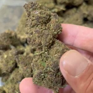 Purple queen CBD big bud