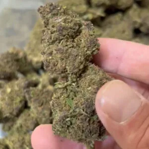Purple queen CBD big bud