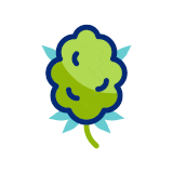 Taille CBD - lecbdmarseillais