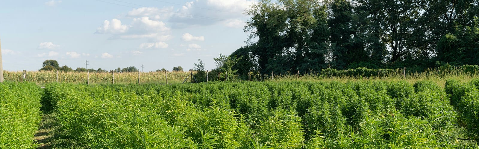 La Ferme 1 photo de notre plantation de CBD à la ferme