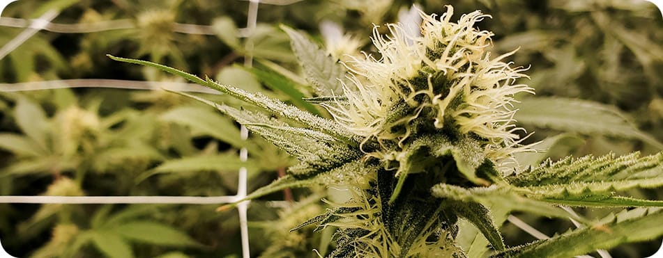 vue d'un plant de CBD en intérieur