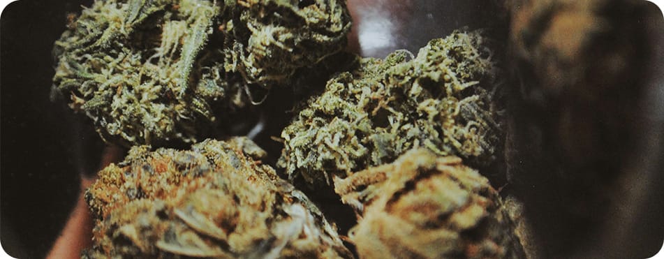 Plutonium - Big Buds - Fleurs CBD 11 Plusieurs bourgeons de CBD ensemble