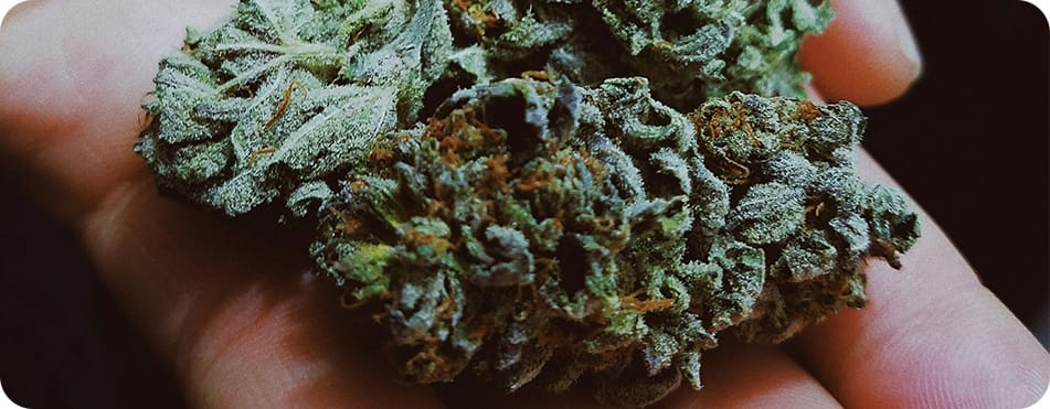 Purple Charas - Résine CBD 7 Belle tête de CBD légal