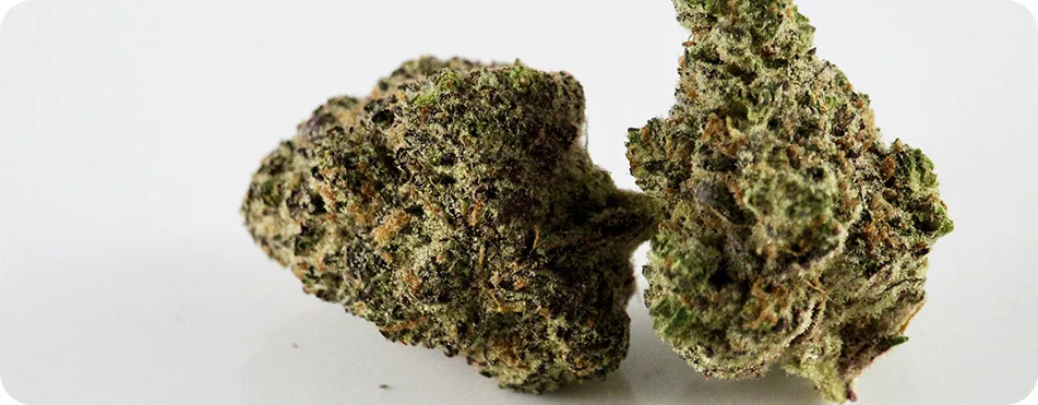 Jolies têtes de CBD sur plateau