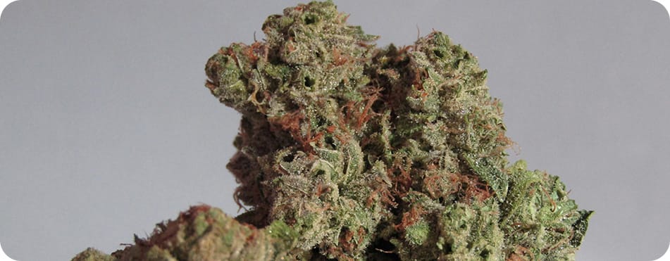 Zoom de bourgeons de CBD