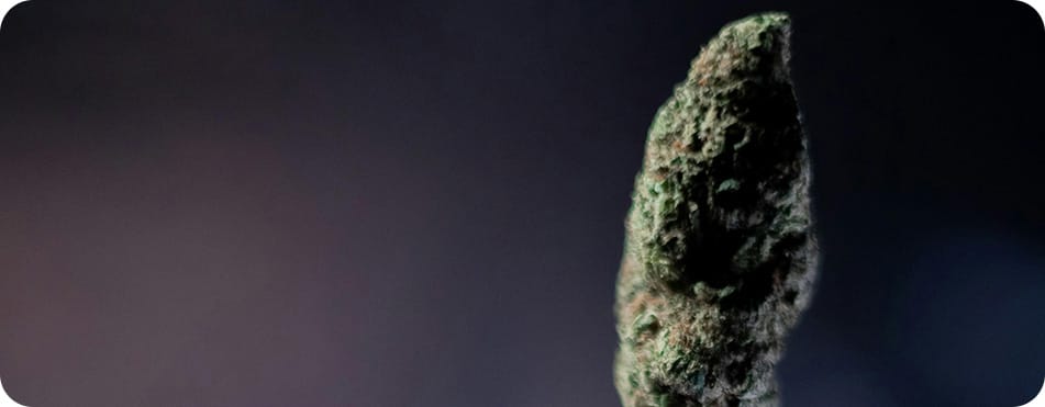 Gelato 31 - Big Buds - Fleurs CBD 12 bourgeon de CBD droit