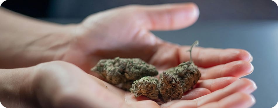 bourgeons de CBD dans les mains