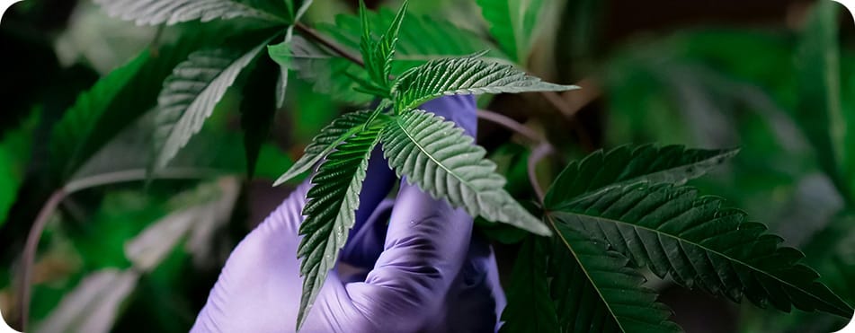 Feuille de CBD avec des gants