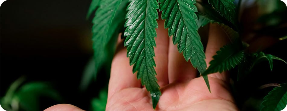 Cali Plate - Résine CBD 7 feuille de CBD dans une main