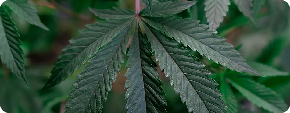 Feuille de plant de CBD