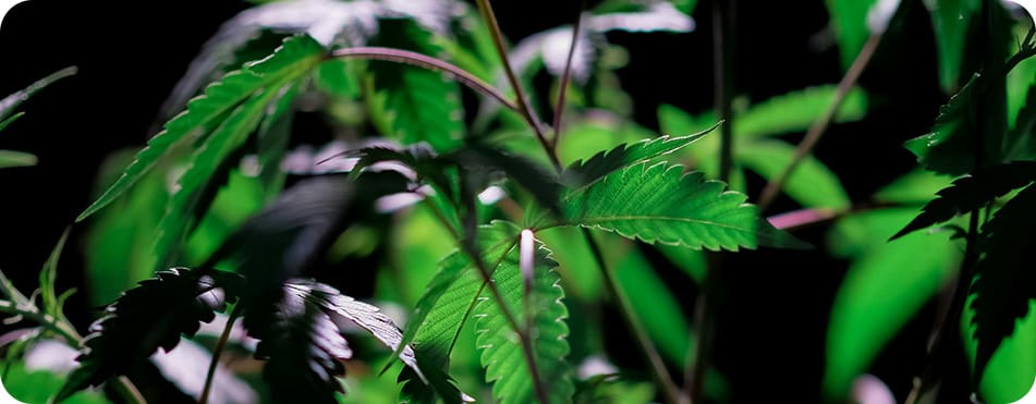 Purple Queen - Small Buds - Fleurs CBD 11 plant de CBD lumineux