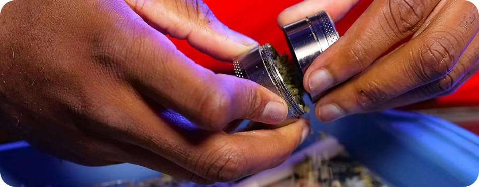 Purple Queen - Big Buds - Fleurs CBD 10 Grind les fleurs de CBD