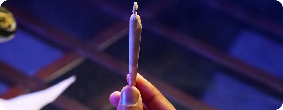 Purple Queen - Big Buds - Fleurs CBD 11 Partage de CBD