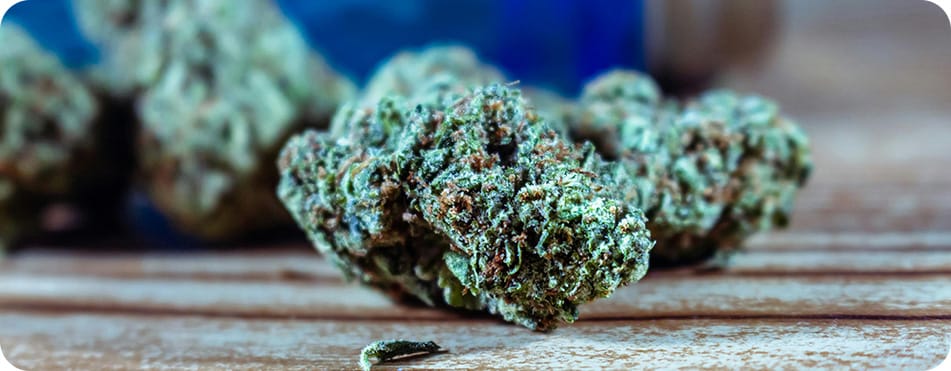 Mango Haze - Small Buds - Fleurs CBD 13 Close up tête de CBD