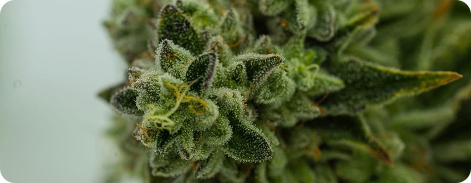 Purple Queen - Small Buds - Fleurs CBD 10 close up de fleur CBD marseillaise