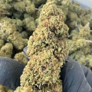 Sour space candy CBD medium bud en lot