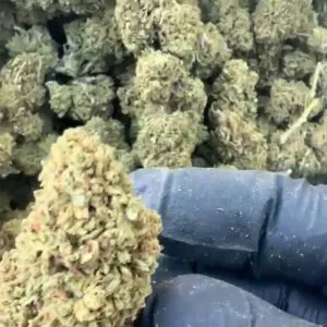 Sour space candy CBD small bud