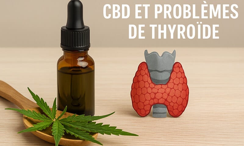 CBD et thyroïde - Le CBD Marseillais
