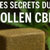 les secrets du Pollen CBD - Le CBD Marseillais